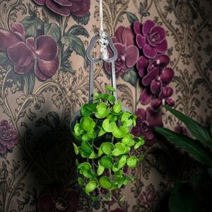 Mr. Morningwood Versatile Plant Hanger & Pot likes to hang low